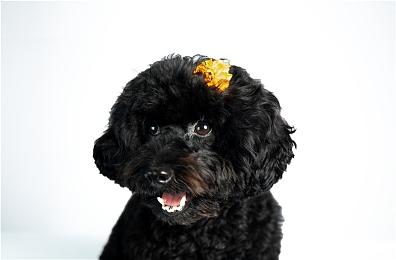 《Fate＆Samurai Remnant》第3部DLC「断章・白龙红鬼演义」开放下载！